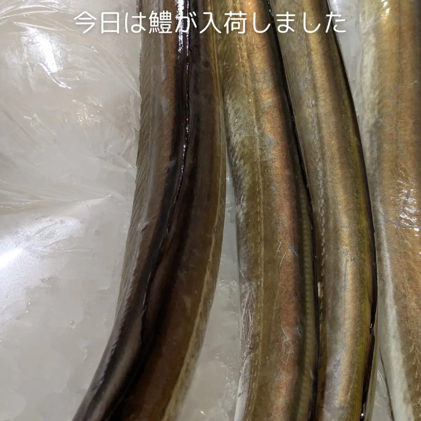 🐟✨ 今日は特別なニュースがあります！新鮮な鱧が入荷しました...